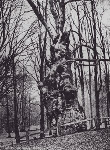 The Old Oak, Knole Park (s/v foto)