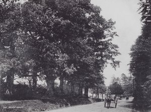 The Seven Oaks (s/v foto) av Charles Essenhigh Corke