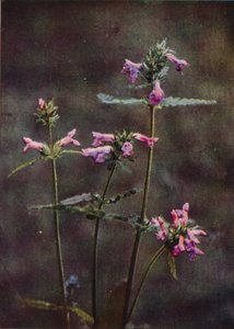Vilda blommor: Betony (färgfoto) av Charles Essenhigh Corke