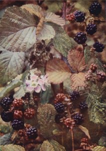 Vilda blommor: Bramble (färgfoto) av Charles Essenhigh Corke