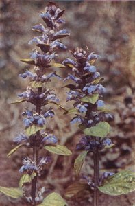 Vilda blommor: Bugle (färgfoto) av Charles Essenhigh Corke