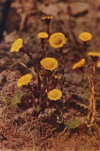 Vilda blommor: Hestfot (färgfoto) av Charles Essenhigh Corke