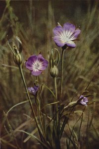 Vilda blommor: Corn-Cockle (färgfoto) av Charles Essenhigh Corke