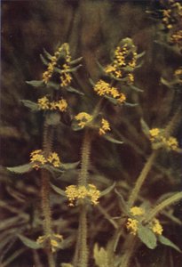 Vilda blommor: Korsört (färgfoto) av Charles Essenhigh Corke