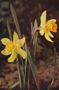 Vilda blommor: Påsklilja (färgfoto) av Charles Essenhigh Corke