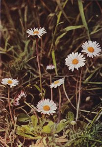 Vilda blommor: Daisy (färgfoto) av Charles Essenhigh Corke