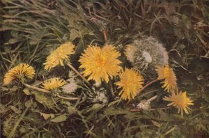 Vilda blommor: Maskros (färgfoto) av Charles Essenhigh Corke