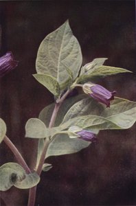 Vilda blommor: Deadly Nightshade (färgfoto) av Charles Essenhigh Corke