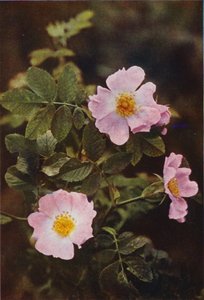 Vilda blommor: Dog Rose (färgfoto)