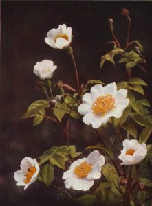 Vilda blommor: Field Rose (färgfoto)