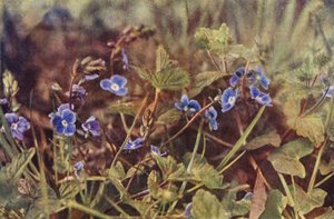 Vilda blommor: Germander Speedwell (färgfoto) av Charles Essenhigh Corke