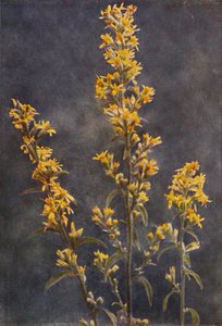 Vilda blommor: Golden Rod (färgfoto) av Charles Essenhigh Corke