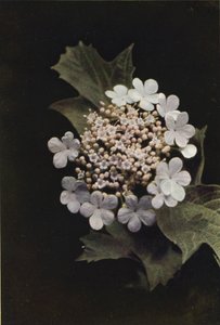 Vilda blommor: Guelder Rose (färgfoto) av Charles Essenhigh Corke