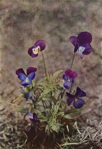 Vilda blommor: Heartsease (färgfoto) av Charles Essenhigh Corke