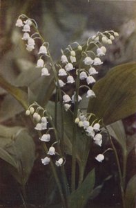 Vilda blommor: Liljekonvalj (färgfoto)