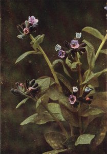 Vilda blommor: Lungört (färgfoto)