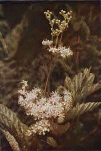 Vilda blommor: Meadow-Sweet (färgfoto) av Charles Essenhigh Corke