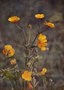 Vilda blommor: Meadow Buttercup (färgfoto)
