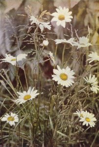 Vilda blommor: Ox-Eye Daisy (färgfoto) av Charles Essenhigh Corke