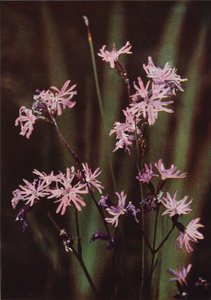 Vilda blommor: Ragged Robin (färgfoto) av Charles Essenhigh Corke