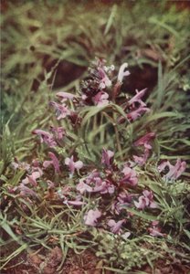 Vilda blommor: Red Rattle (färgfoto) av Charles Essenhigh Corke