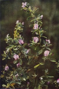 Vilda blommor: vila harrow (färgfoto)