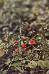 Vilda blommor: Scarlet Pimpernel (färgfoto)