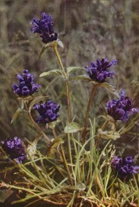 Vilda blommor: Self-Heal (färgfoto) av Charles Essenhigh Corke