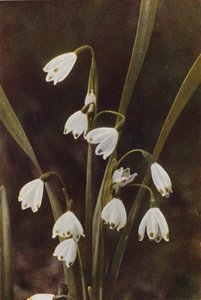Vilda blommor: Snowflake (färgfoto)