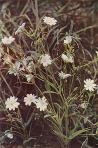 Vilda blommor: Stitchwort (färgfoto) av Charles Essenhigh Corke