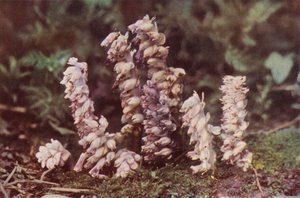 Vilda blommor: Tandört (färgfoto) av Charles Essenhigh Corke