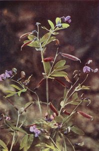 Vilda blommor: Tuberous Bitter Pea (färgfoto)