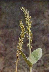 Vilda blommor: Twayblade (färgfoto) av Charles Essenhigh Corke