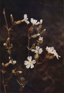 Vilda blommor: White Campion (färgfoto) av Charles Essenhigh Corke