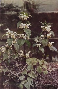 Vilda blommor: White Deadnettle (färgfoto) av Charles Essenhigh Corke
