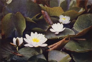 Vilda blommor: Vit näckros (färgfoto) av Charles Essenhigh Corke