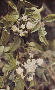 Vilda blommor: Wild Clematis (färgfoto)