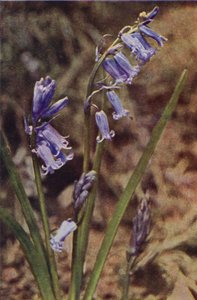 Vilda blommor: Wild Hyacinth (färgfoto)