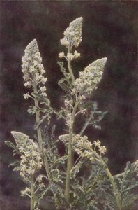 Vilda blommor: Wild Mignonette (färgfoto) av Charles Essenhigh Corke