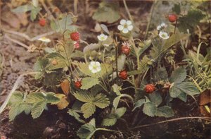 Vilda blommor: Wild Strawberry (färgfoto)