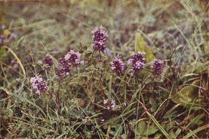 Vilda blommor: Vild Timjan (färgfoto)