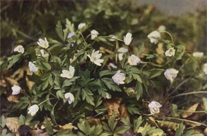 Vilda blommor: Anemone (färgfoto) av Charles Essenhigh Corke