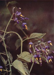 Vilda blommor: Woody Nightshade (färgfoto) av Charles Essenhigh Corke