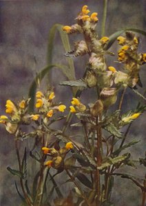 Vilda blommor: Yellow Rattle (färgfoto)