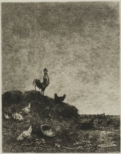 Gryning (Cock