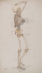Studera [Human skeleton (bones captioned)], c.1884 (akvarell)