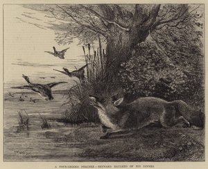 En fyrbent tjuvskytt, Reynard smutsade på sin middag av Charles Harvey Weigall