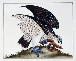 Rovfågel med orm, 1808-21 av Charles Hayes