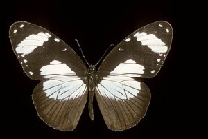 amauris comorana av Augustus Kollner