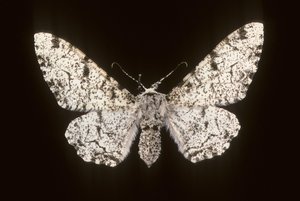 Betularia biston/Björk Phalene av Augustus Kollner